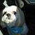 Anne Goodrich's profile image