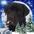 Laurie Halton Flaherty's profile image