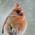 Diane Cook's profile image