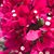 Willis Farms's profile image