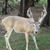 Robert Davis Jr.'s profile image