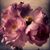 Sarah Lawerence's profile image