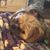 Lisa Woodward's profile image