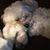 Jody Fitzgerald Smith's profile image