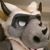 Anthony Gehman's profile image