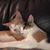 Linda Schwartz Robbins's profile image
