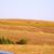 Mary Lattin's profile image