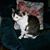 Phyllis Ervin's profile image