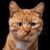 Michelle Lovato Rusco's profile image