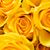 Sheryl Alexander's profile image
