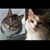 Deana Miller's profile image