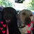 Rhonda Lehman Shomper's profile image