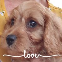 Suzanne Campbell's profile image