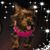 Cheryl Alfonso's profile image