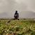 Samaaq Muneer's profile image