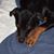 Henry Rott's profile image