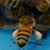 George Skee Codding's profile image
