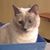 Cindy Hookham's profile image