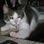 Pedro Gato's profile image