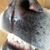 Dawn Barrett-Lauer's profile image