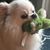 Portland Tanis's profile image