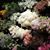 Saba Abdullah's profile image