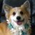 Shari Ishii's profile image