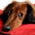 Debbie Kline's profile image