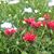 Doreen Cooke Moran's profile image