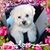 Cora Villanueva's profile image