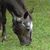 Chris Miller Williams's profile image