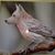 John Boucher's profile image