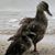 Ariel Shahal's profile image