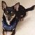 Sheila Underwood Bouillon's profile image