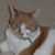 Shirley Strazzeri's profile image