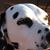 Mary Clawson's profile image