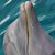 Erta Kohchang's profile image