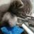 Shanon Pond's profile image