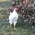 Daniela Sprenger Mazander's profile image