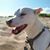 Dotty Korsey's profile image