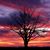 Maralee Hobbs's profile image