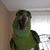 Hodgee Juliana's profile image