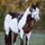 Linda Berkes's profile image