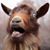 Colleen Willard's profile image