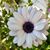 Tricia Marez's profile image