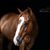 Dana Hopkins's profile image