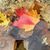 Jill Jablonski Jourden's profile image