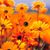 Penny Creech's profile image