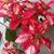 Leslie English Ciper's profile image