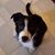Brandy Henson's profile image